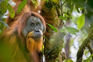 WWF saving endangered Orangutans